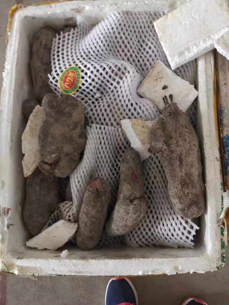紫山药产地直发全国各地，一手货源品质保证价格合理