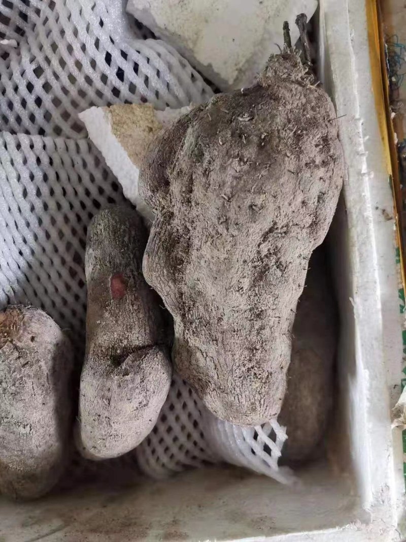 紫山药产地直发全国各地，一手货源品质保证价格合理