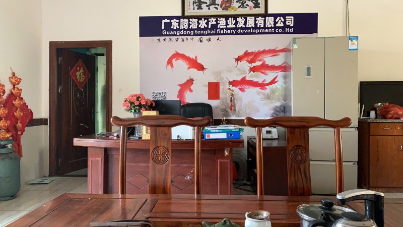 鲤鱼苗【腾海水产】放生杂交鲤鱼苗稻田鲤鱼苗批发回收