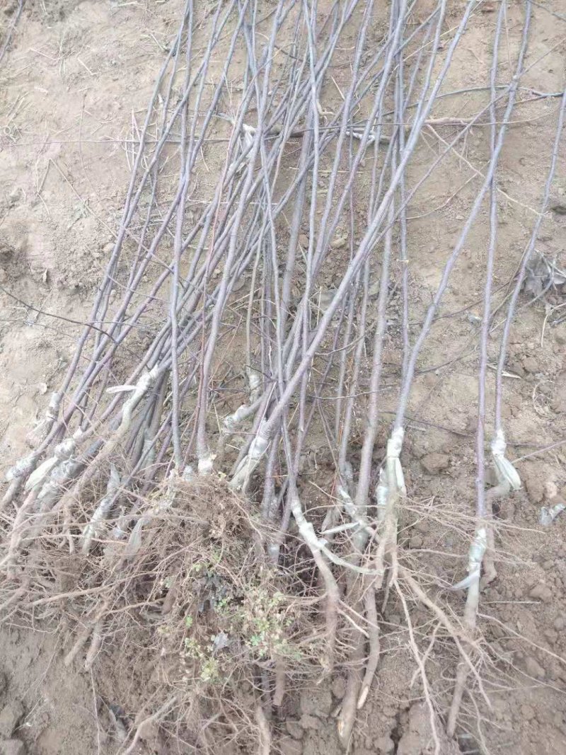 苹果苗，1.5公分以上，成品苗，保成活率，品种齐全，代发
