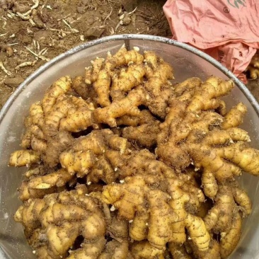 生姜，小黄姜山东省临沂市沂水县，货源充足！