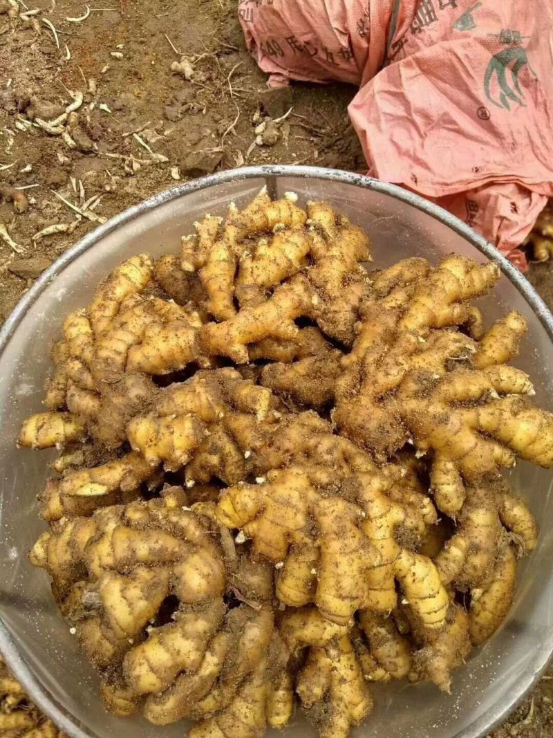 生姜，小黄姜山东省临沂市沂水县，货源充足！