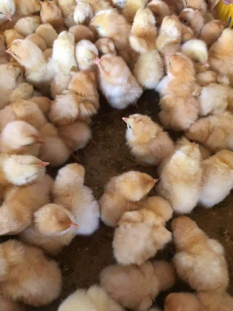 优质三黄鸡