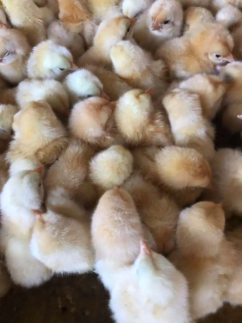 优质三黄鸡