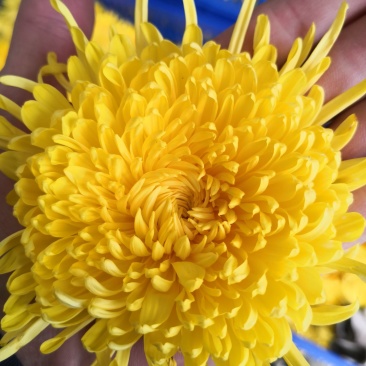 菊花苗