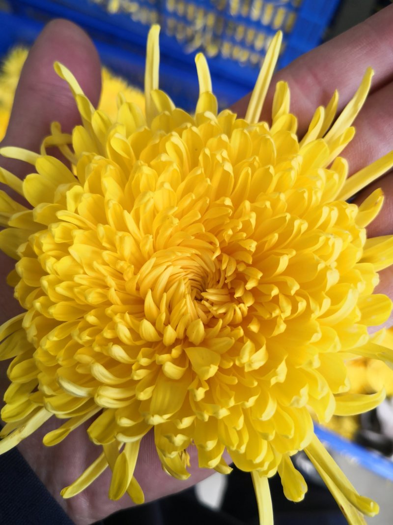 菊花苗