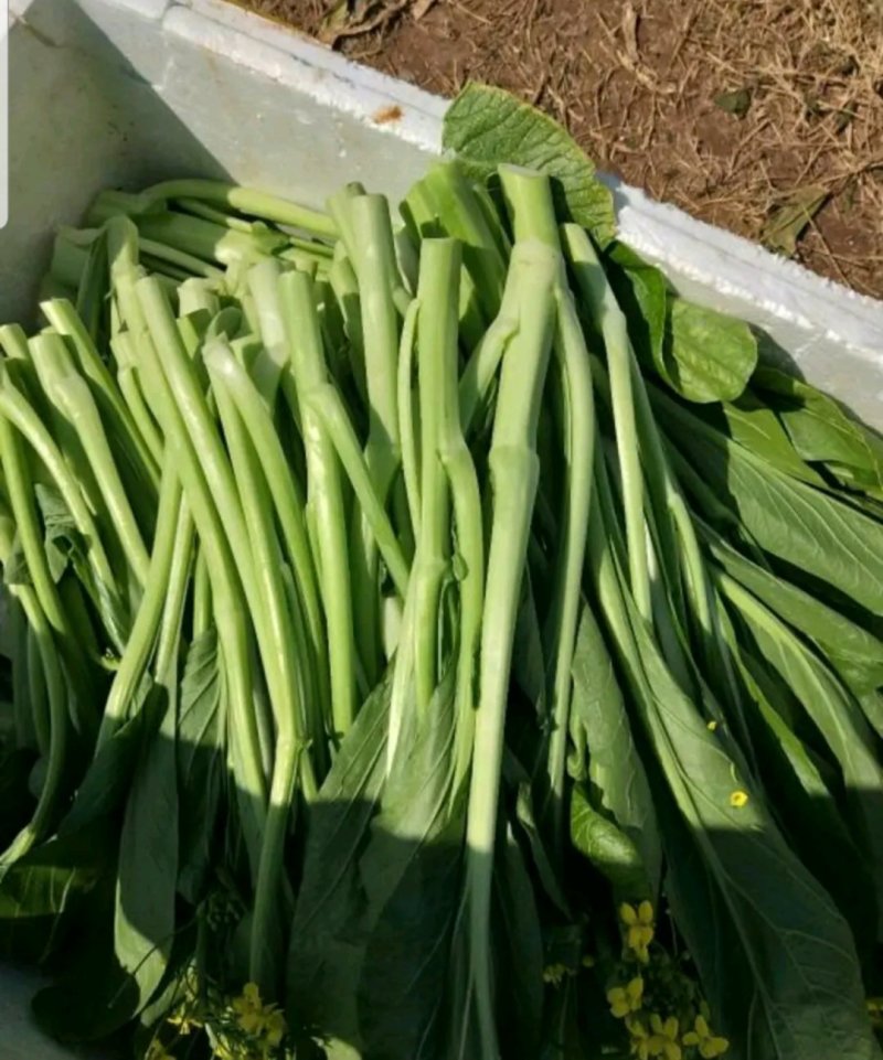 广东菜心