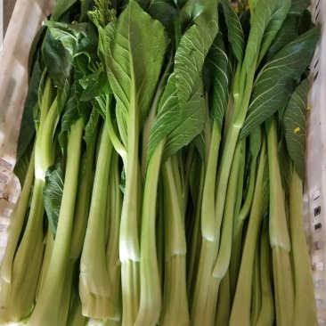 广东菜心