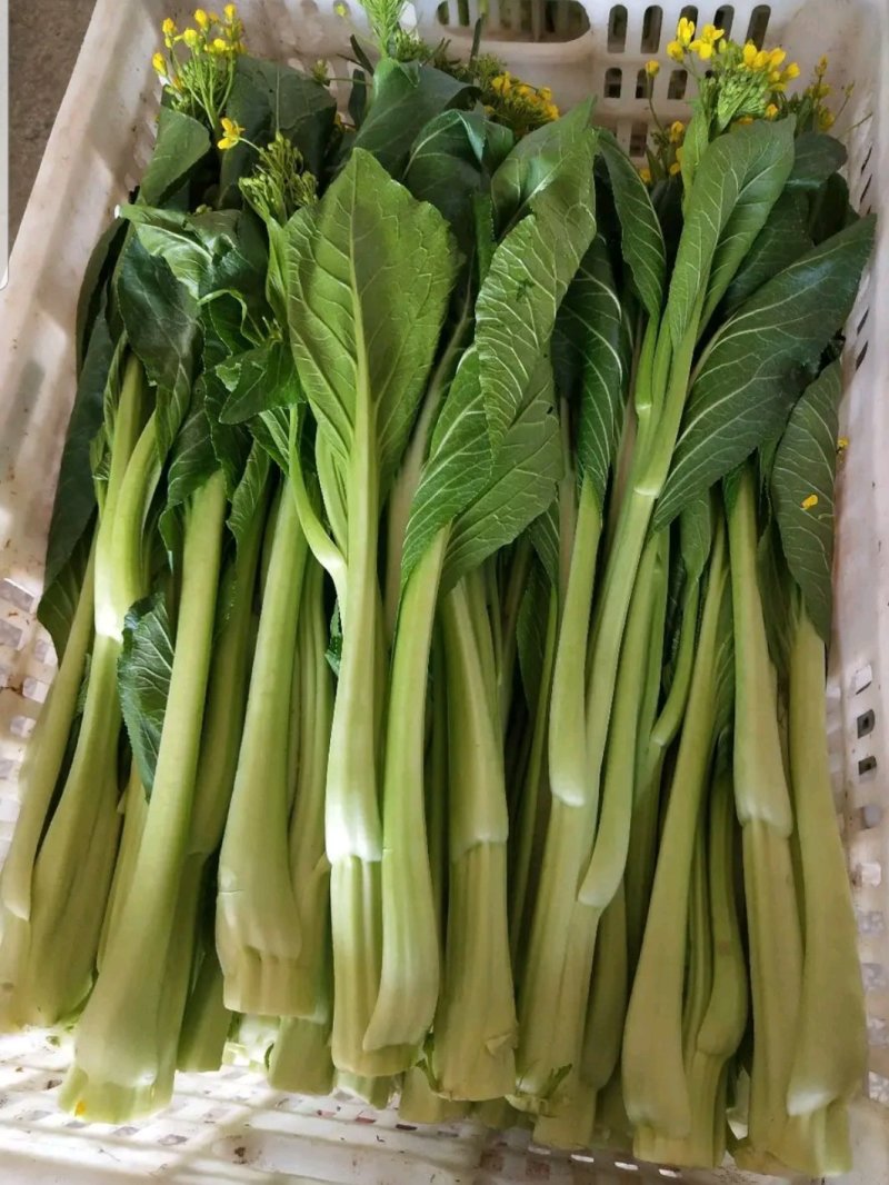 广东菜心