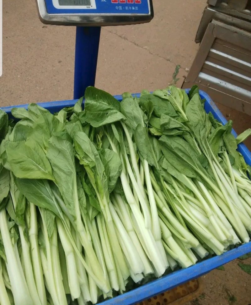 广东菜心