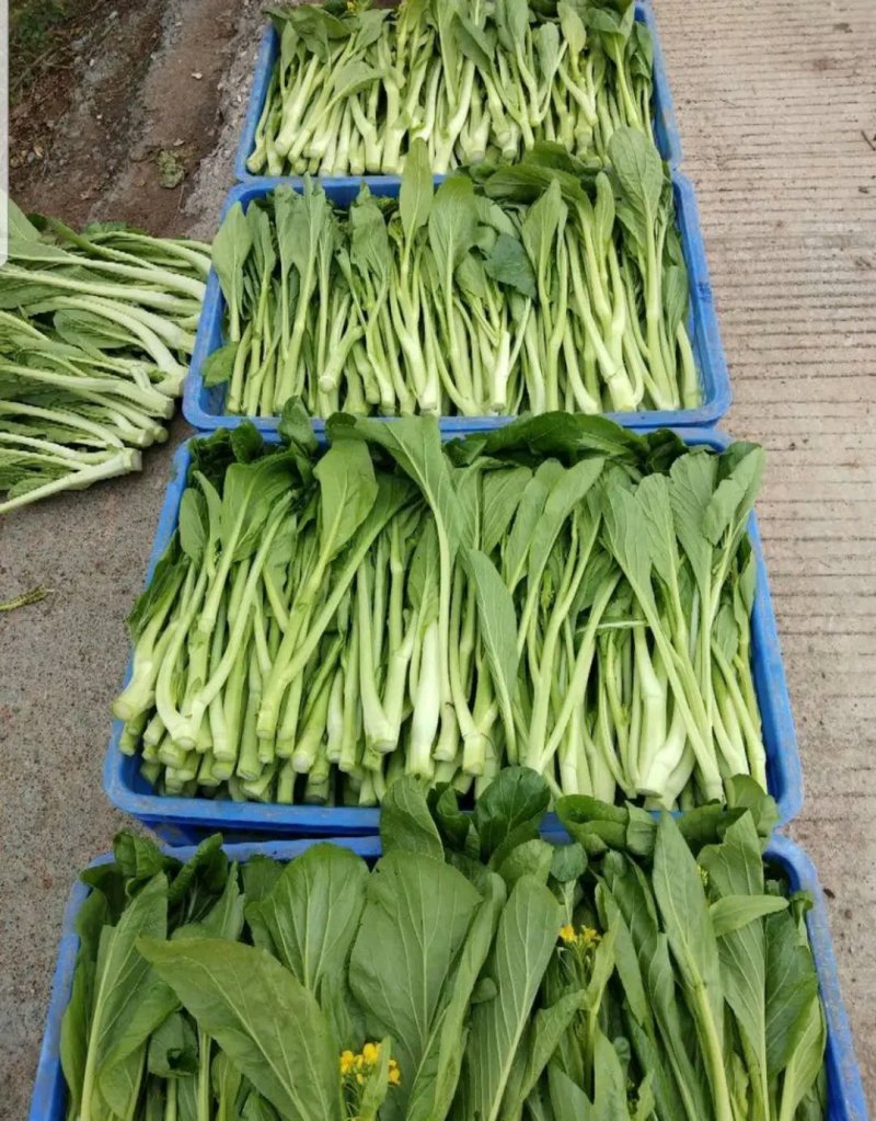 广东菜心