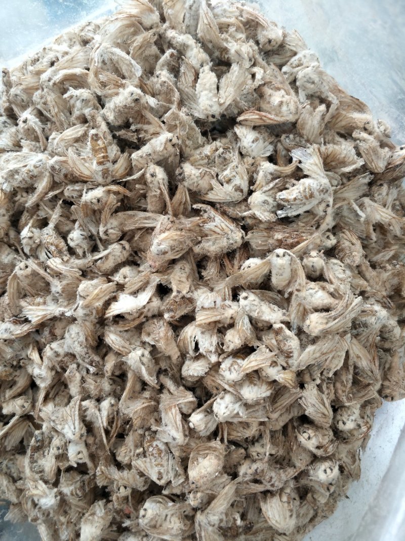 雄蚕蛾优级全干，无任何添加，包含量