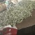 元谋，精品西葫芦，大量上市了