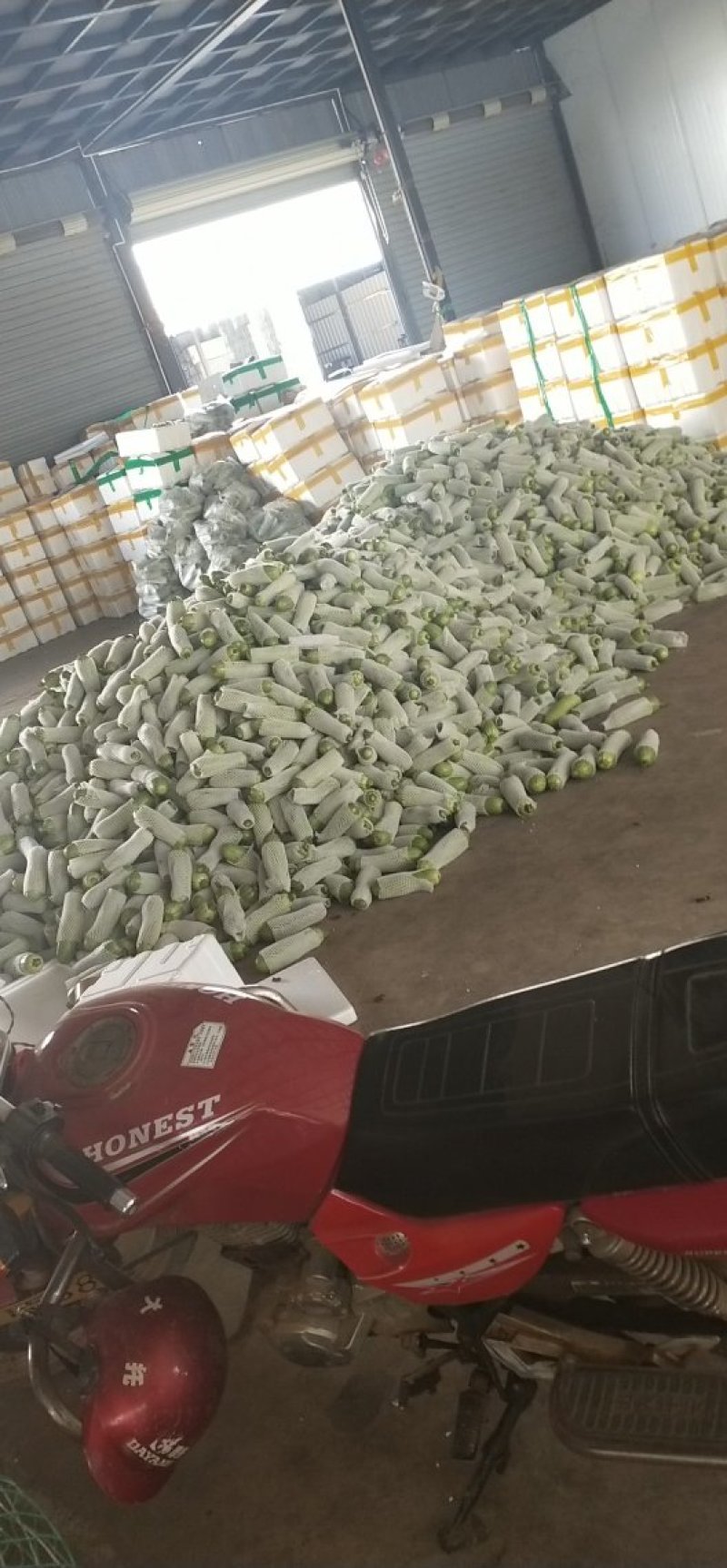 元谋，精品西葫芦，大量上市了