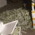 元谋，精品西葫芦，大量上市了