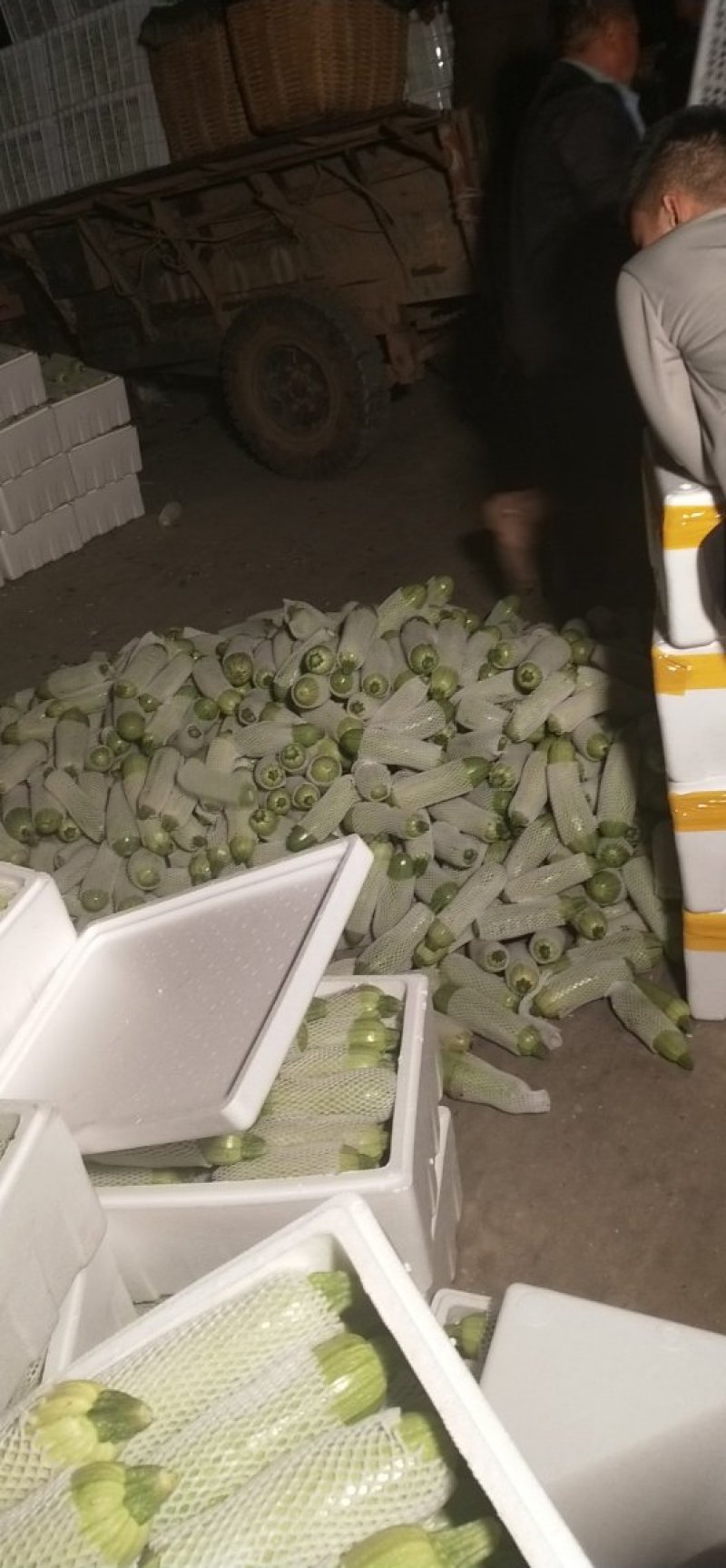 元谋，精品西葫芦，大量上市了