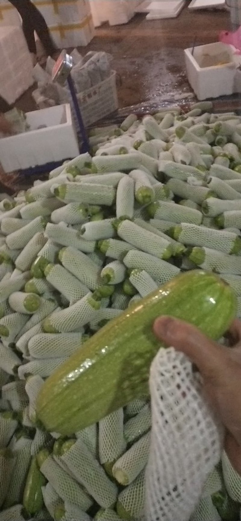 元谋，精品西葫芦，大量上市了