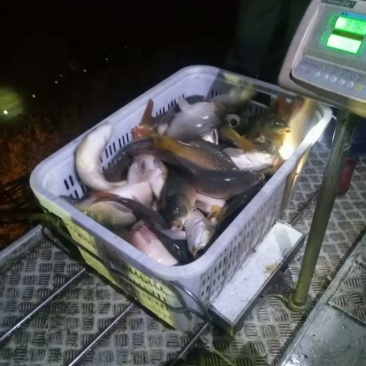 鲤鱼