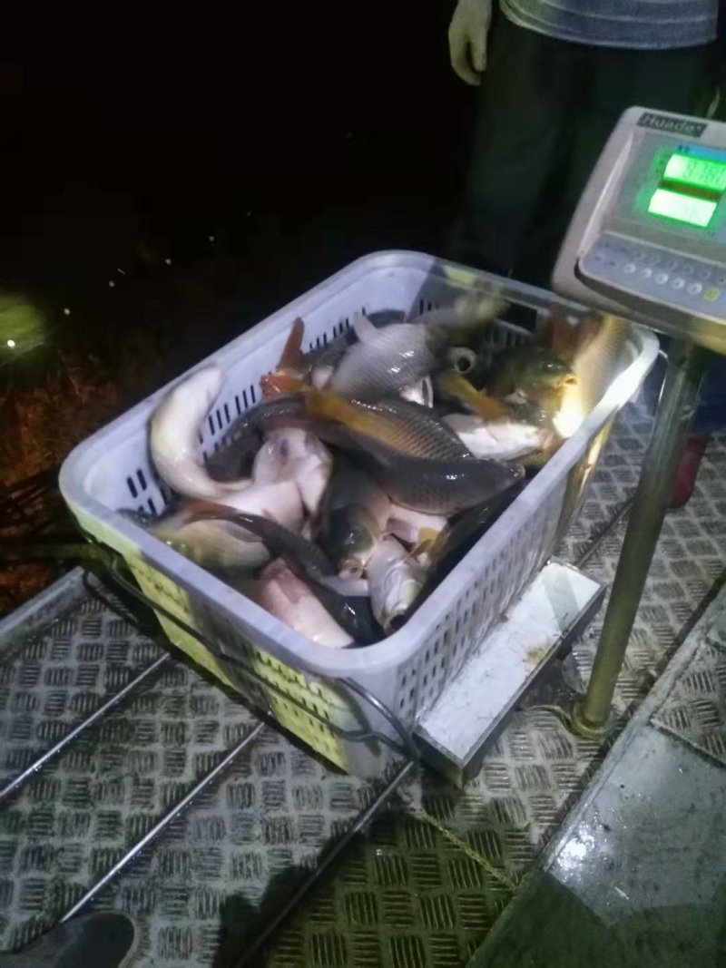 鲤鱼