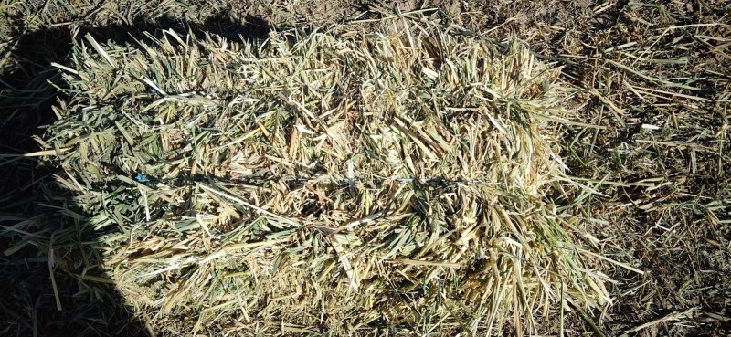 苜蓿草大量现货供应，规格齐全，可视频看货对接全国客商