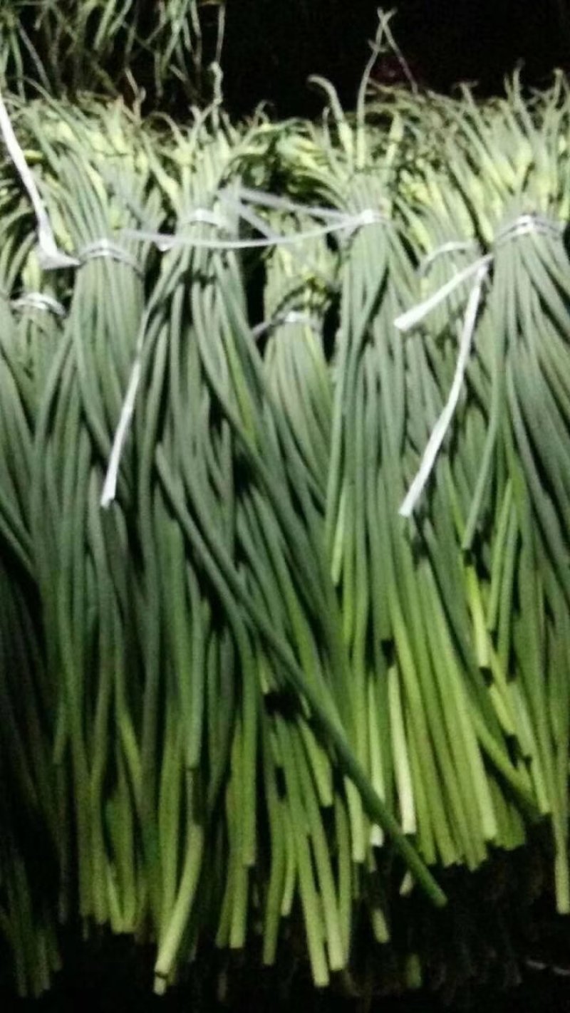 蒜薹50~60厘米山东省临沂市沂水县大量供应