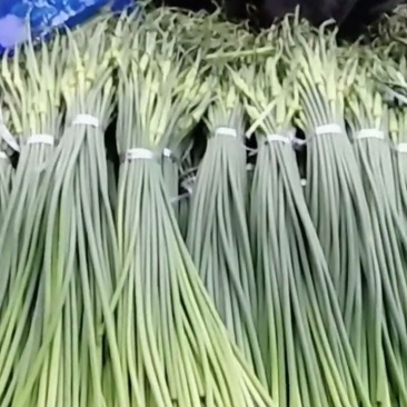 蒜薹50~60厘米山东省临沂市沂水县大量供应