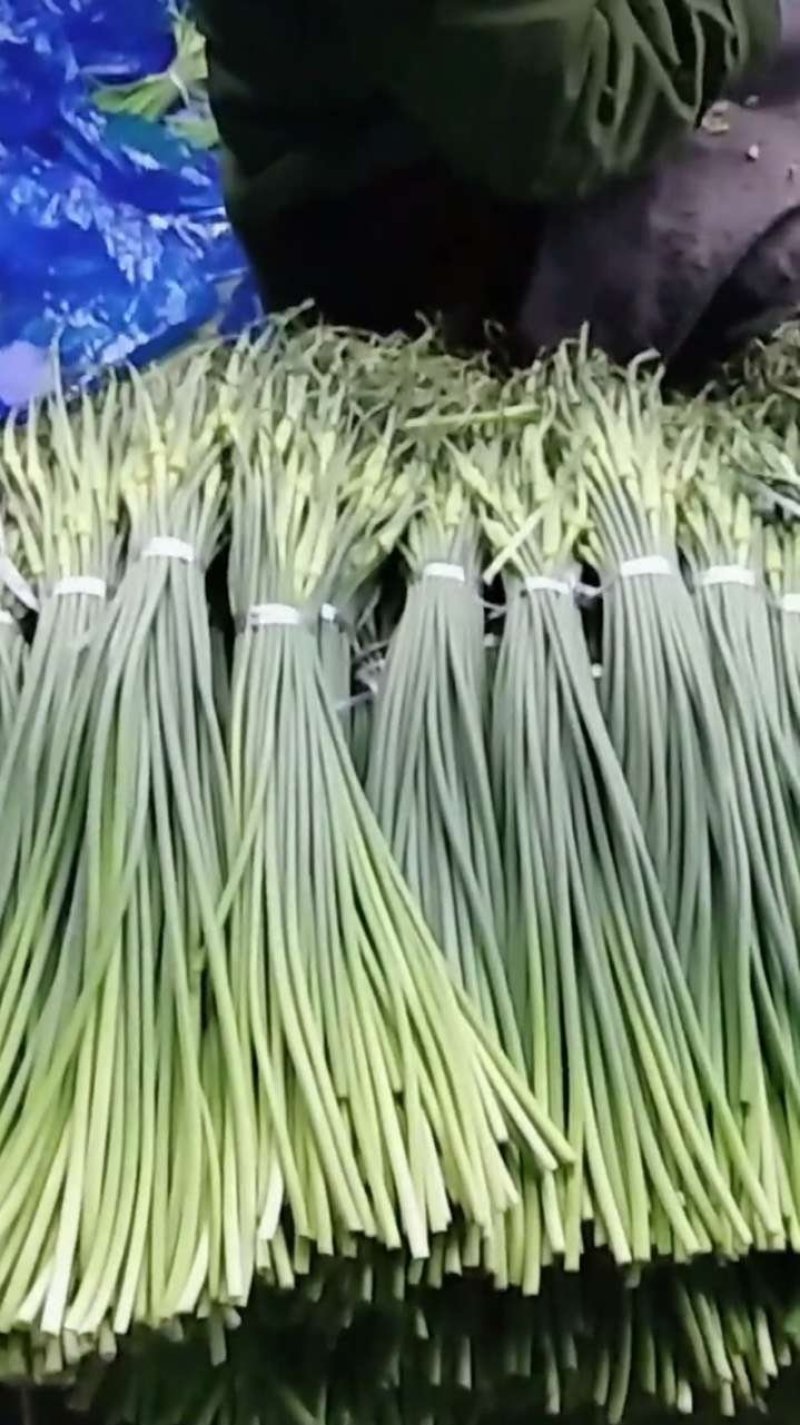 蒜薹50~60厘米山东省临沂市沂水县大量供应