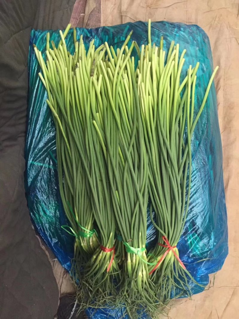 蒜薹50~60厘米山东省临沂市沂水县大量供应