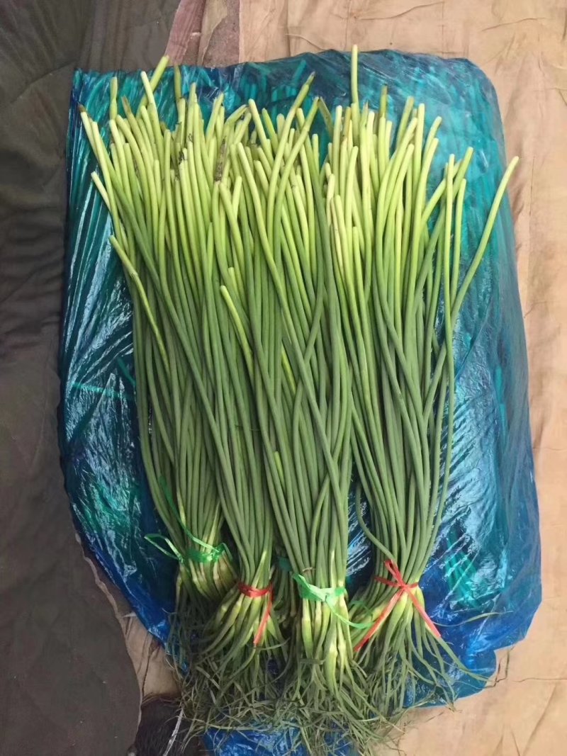 蒜薹50~60厘米山东省临沂市沂水县大量供应