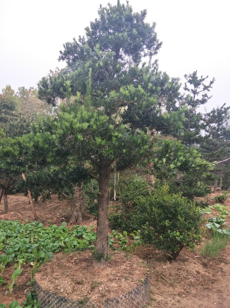 大叶黄杨苗，黄杨球，河南省潢川县宏昌苗木基地直销