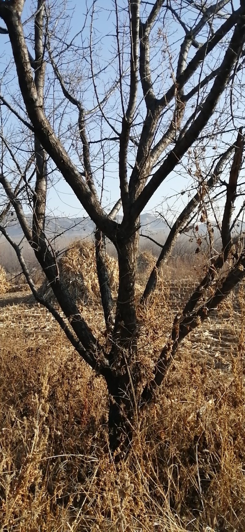 山杏大树，1到20公分有量