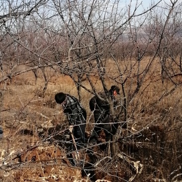 山杏大树，1到20公分有量