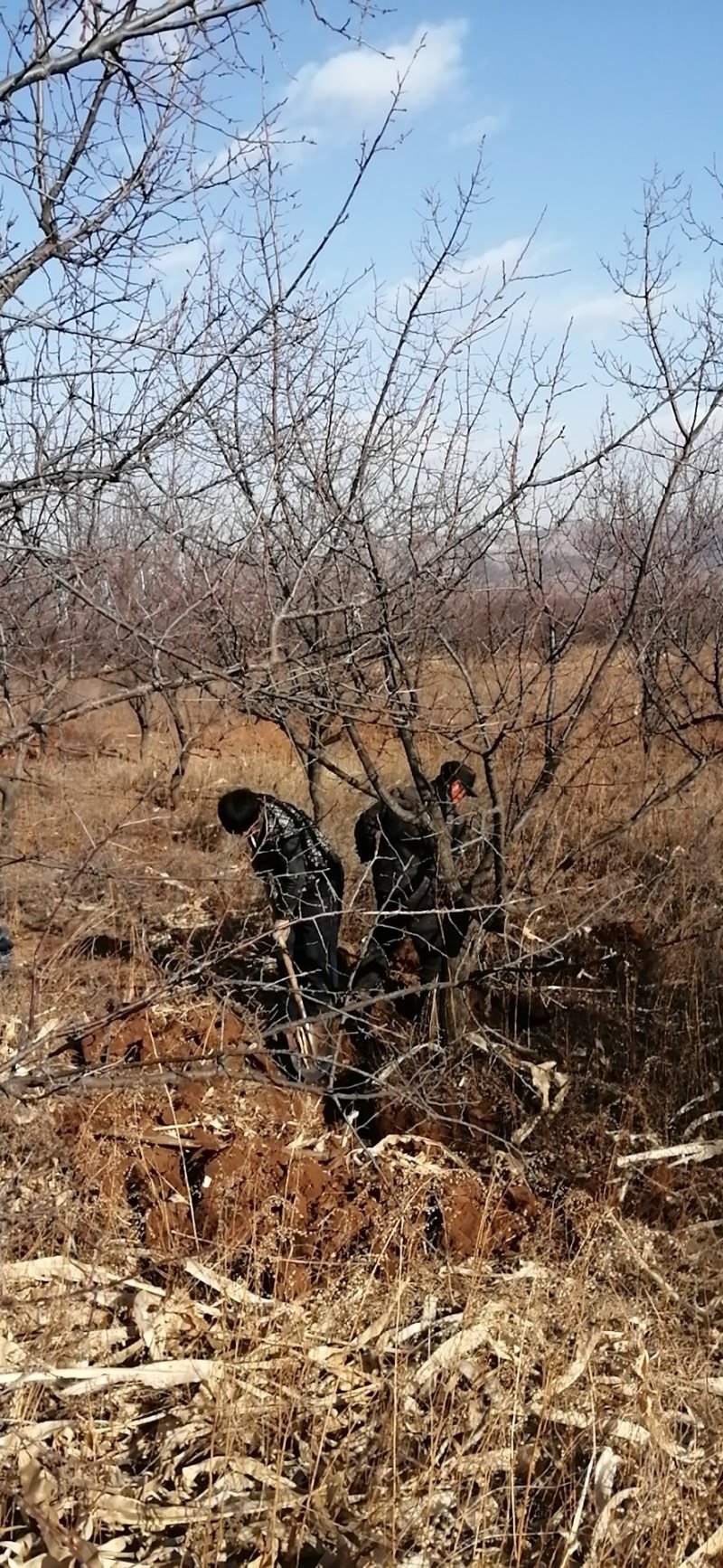 山杏大树，1到20公分有量