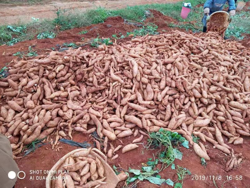 红薯