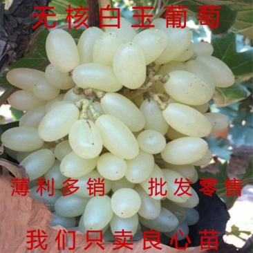 无核白玉葡萄苗嫁接品种葡萄苗甜蜜蓝宝石葡萄苗包活包品种