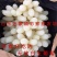 无核白玉葡萄苗嫁接品种葡萄苗甜蜜蓝宝石葡萄苗包活包品种