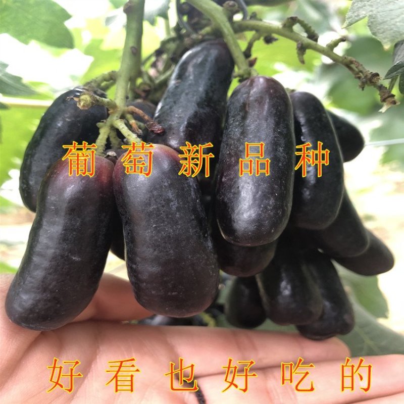 无核白玉葡萄苗嫁接品种葡萄苗甜蜜蓝宝石葡萄苗包活包品种
