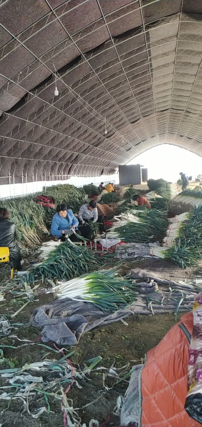 隆尧钢葱专业加工，可发全国产地直销精品品质保证