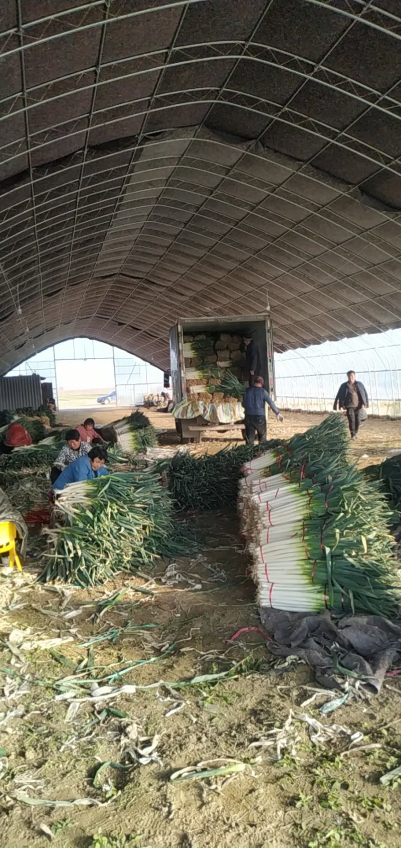 隆尧钢葱专业加工，可发全国产地直销精品品质保证