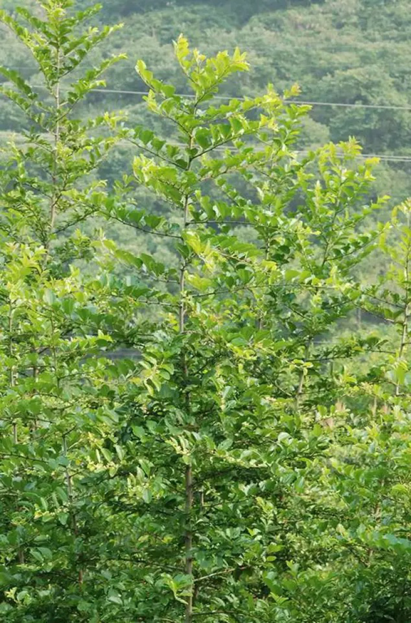 马甲子种子铁篱笆鸟不站可做围墙篱笆