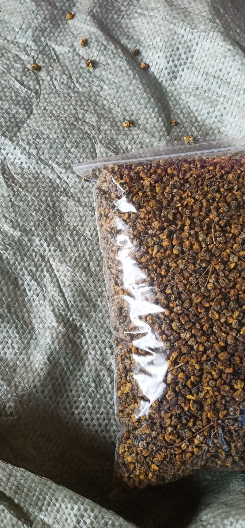 湖北武当丹江口深山老林釆摘野菊花