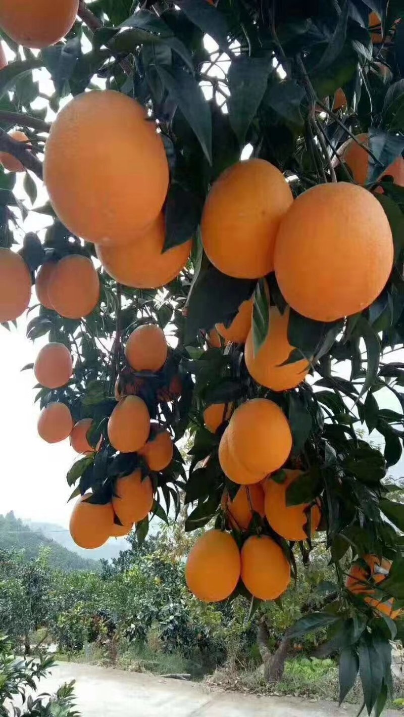 【秭归脐橙】品种齐全一手货源支持视频看货可代发全国
