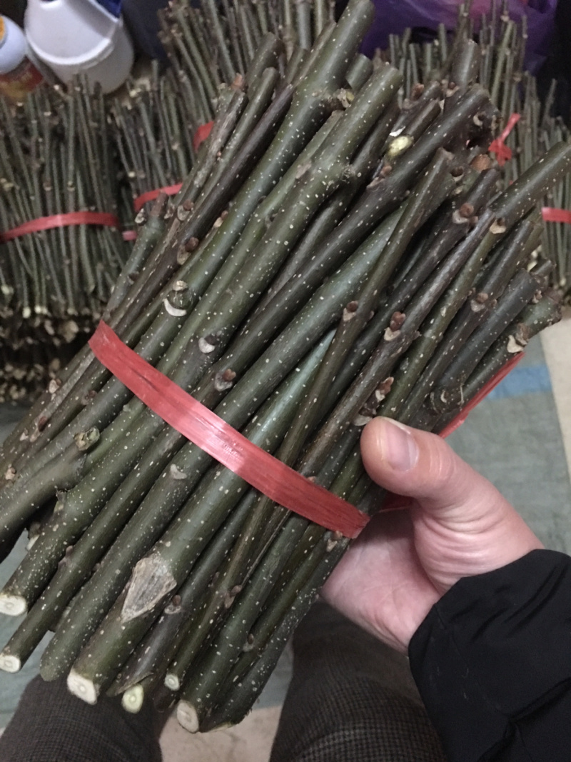 中花吴茱萸扦插枝条，三年到四年老枝条粗细适中