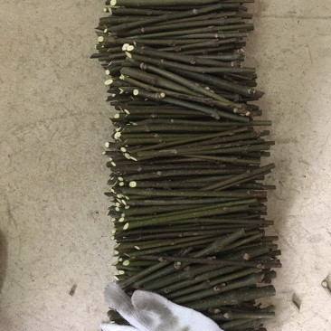 中花吴茱萸扦插枝条，三年到四年老枝条粗细适中