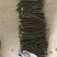 中花吴茱萸扦插枝条，三年到四年老枝条粗细适中