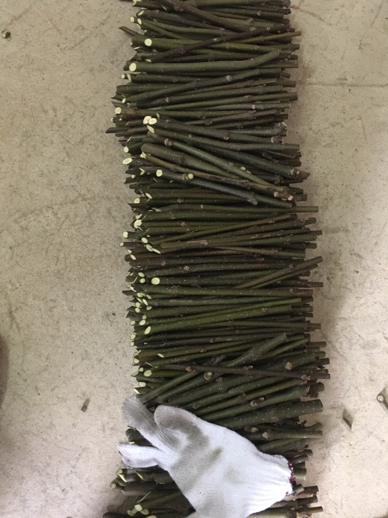 中花吴茱萸扦插枝条，三年到四年老枝条粗细适中