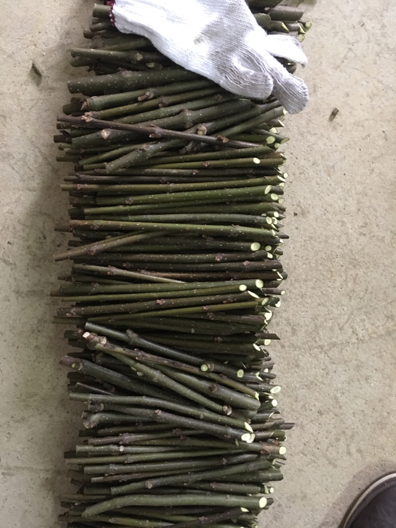 中花吴茱萸扦插枝条，三年到四年老枝条粗细适中