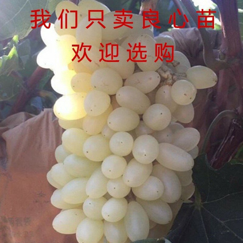 浪漫红颜葡萄苗新品种葡萄苗包品种包结果包技术指导