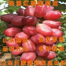 浪漫红颜葡萄苗新品种葡萄苗包品种包结果包技术指导