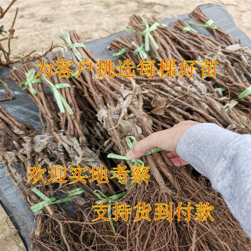 浪漫红颜葡萄苗新品种葡萄苗包品种包结果包技术指导